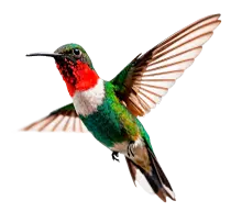 bird_flying